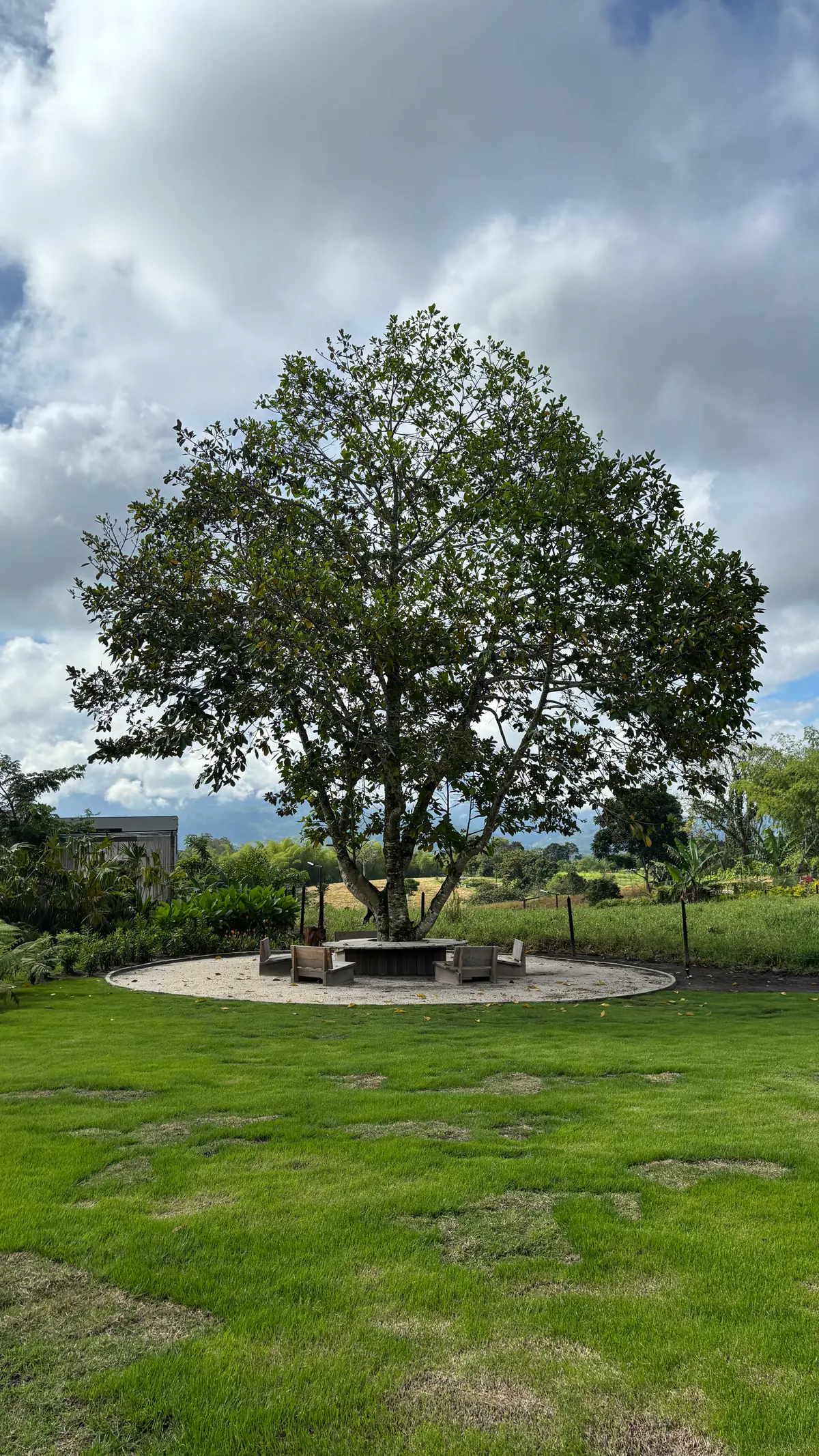 Árbol central y zona de arena de Casa Presumida