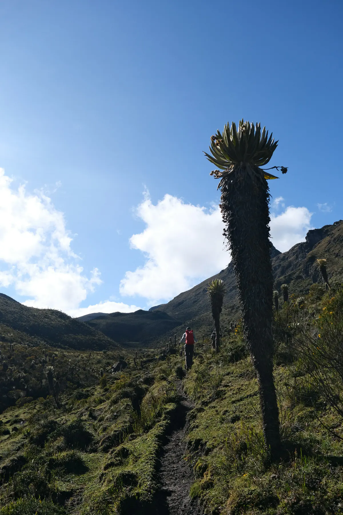 Senderista entre frailejones en la alta montaña de Los Nevados.