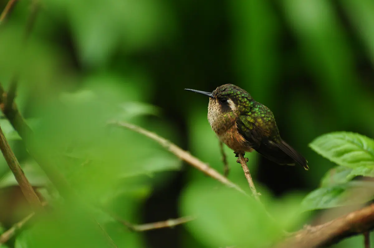 Colibrí entre el follaje de un bosque colombiano.