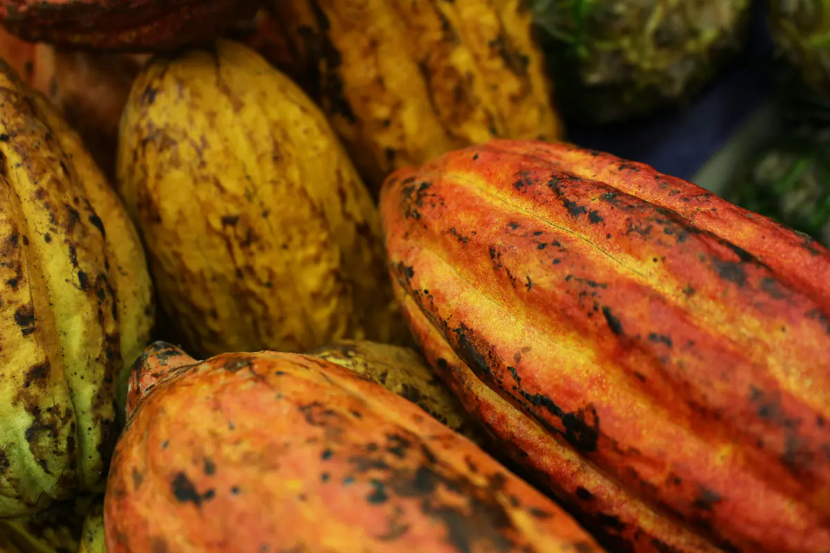 Mazorcas de cacao maduras en tonos amarillos, rojos y naranjas.