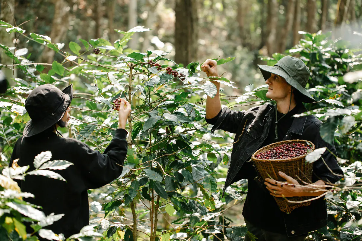 Dos personas recolectando cerezas maduras durante un recorrido entre cafetales.
