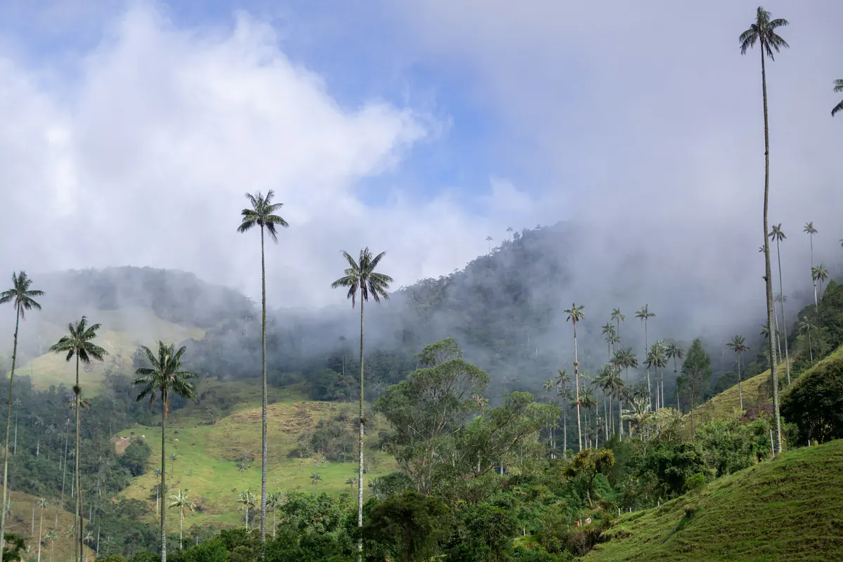 Palmas de cera y montañas cubiertas de neblina en el Valle del Cocora.